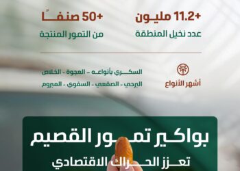 البيئة: موسم جني بواكير التمور بالقصيم يعزز الحراك الاقتصادي بالمملكة بإنتاج يتجاوز (390) ألف طن