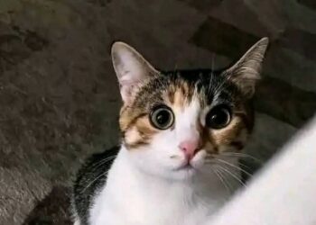 قطة بلدي قصة حقيقية بقلم: خالد سالم