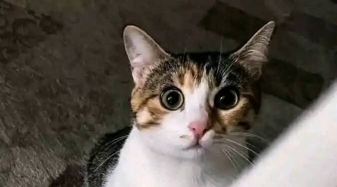 قطة بلدي قصة حقيقية بقلم: خالد سالم